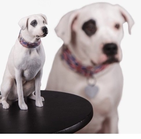 CHIEN CARTE